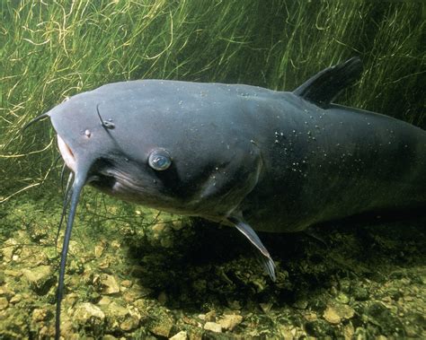 chanel genus|Ictalurus punctatus, Channel catfish : fisheries, aquaculture, .